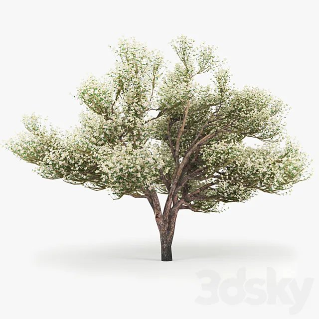 Flowering_Apple_Tree 3DModel Flowering_Apple_Tree 3DModel