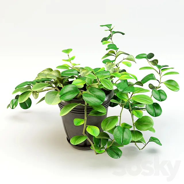 flowerpot peperomiya – Peperomia 3DModel flowerpot peperomiya – Peperomia 3DModel