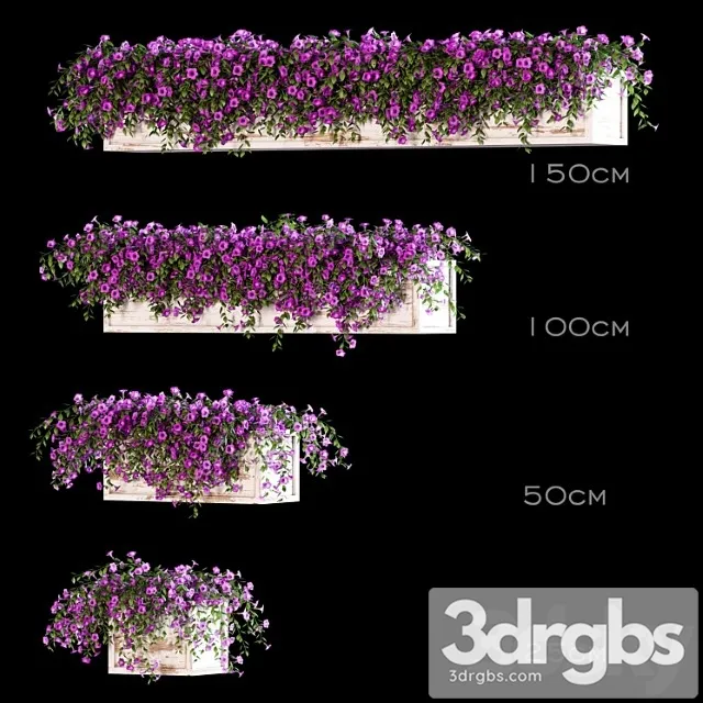 Flowers for the balcony Flowers for the balcony