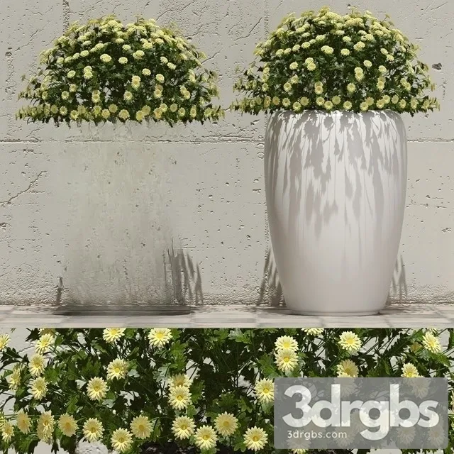 Flowers in pots 1 3D Model Download Flowers in pots 1 3D Model Download
