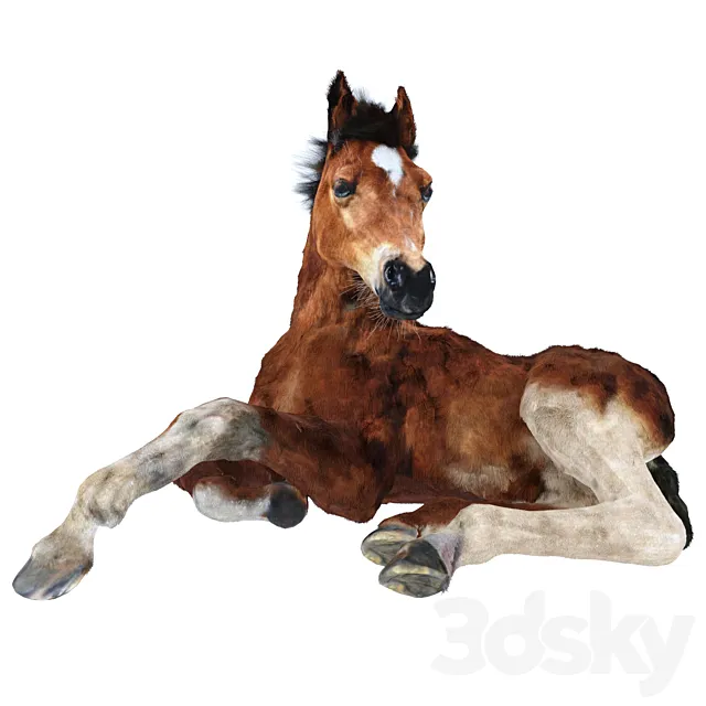 Foal 3D Model