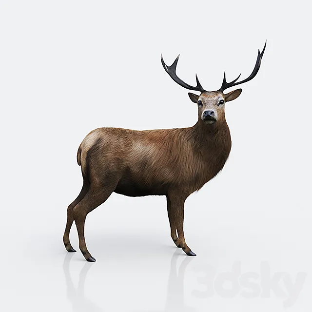 Forest deer 3D Model