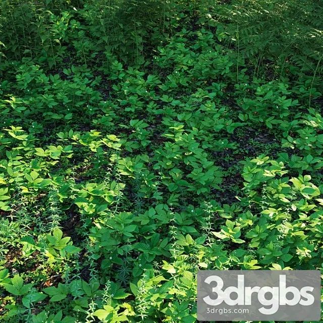 Forest grass 3 Forest grass 3