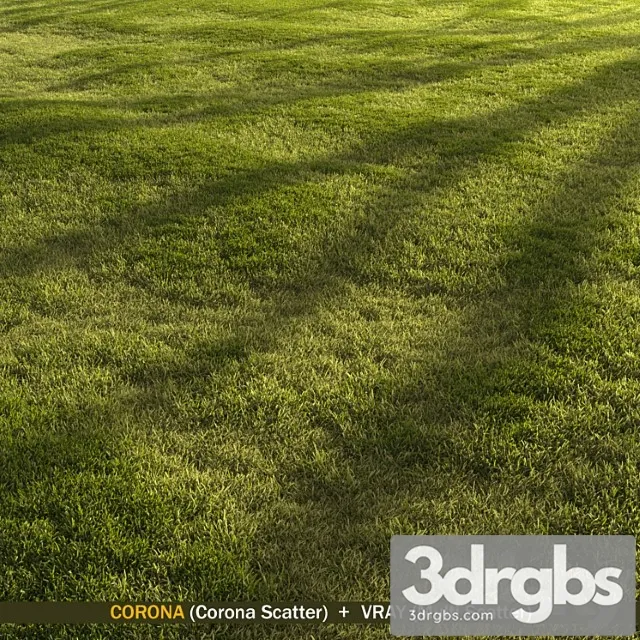 Forest grass Forest grass