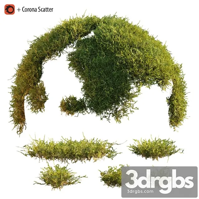 Forest moss Forest moss