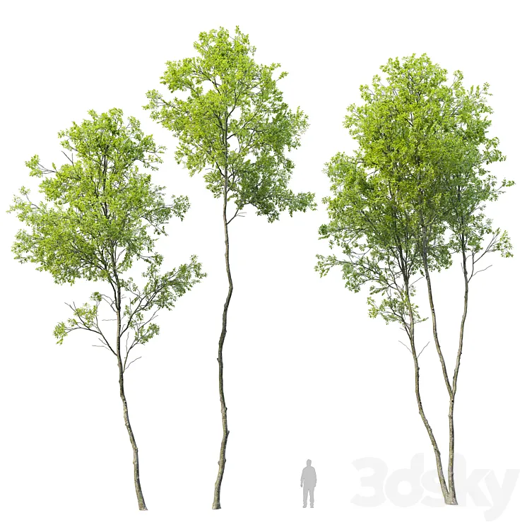 Forest trees set 04 3D Model Free Download