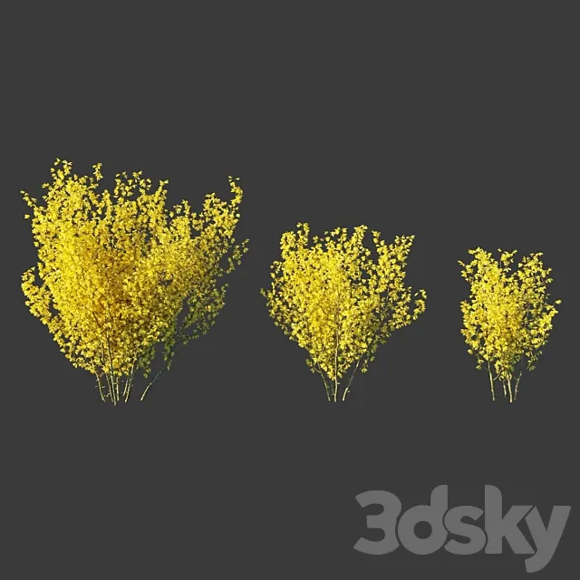 Forsythia Medium _ Forsythia intermedia 3D Model