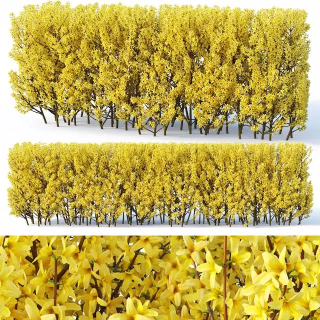 Forsythia Medium Forsythia intermedia 3D Model