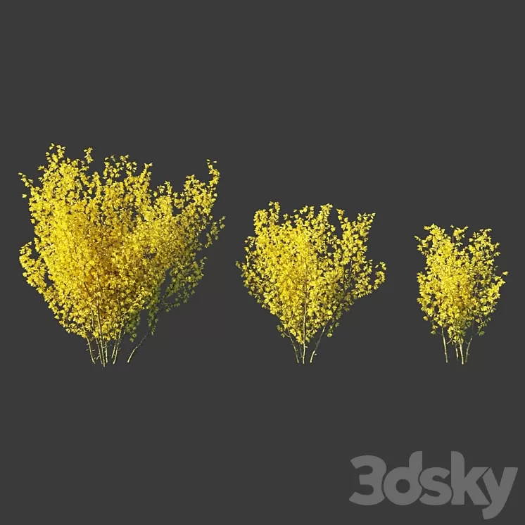 Forsythia Medium / Forsythia intermedia 3D Model