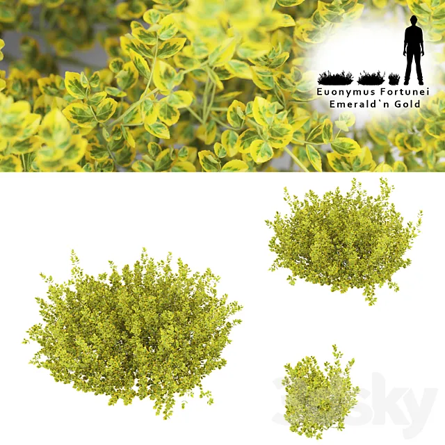 Fortescu bushes | Euonymus Fortunei Emerald`n Gold 3D Model