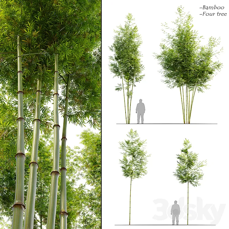 Four bamboo tree 3D Model Free Download