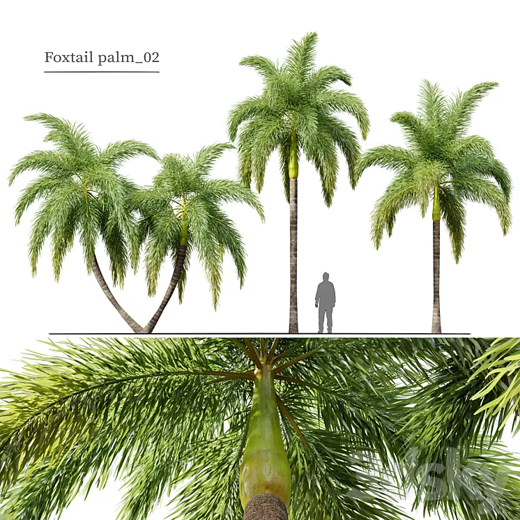 Foxtail Palm 02 3D Model Free Download