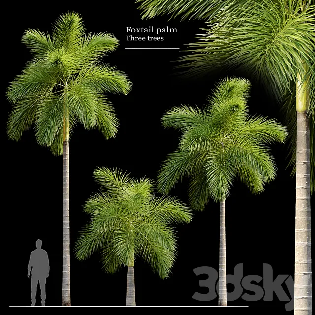 Foxtail palm 3D Model