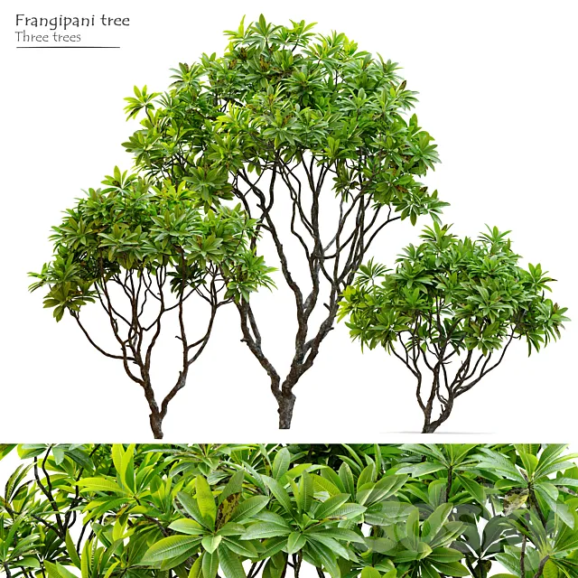 Frangipani tree 3D Model