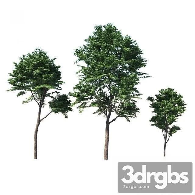 Fraxinuns Excelsior 3D Model Download