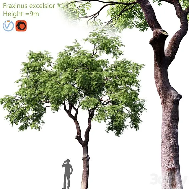Fraxinus excelsior # 1 3D Model