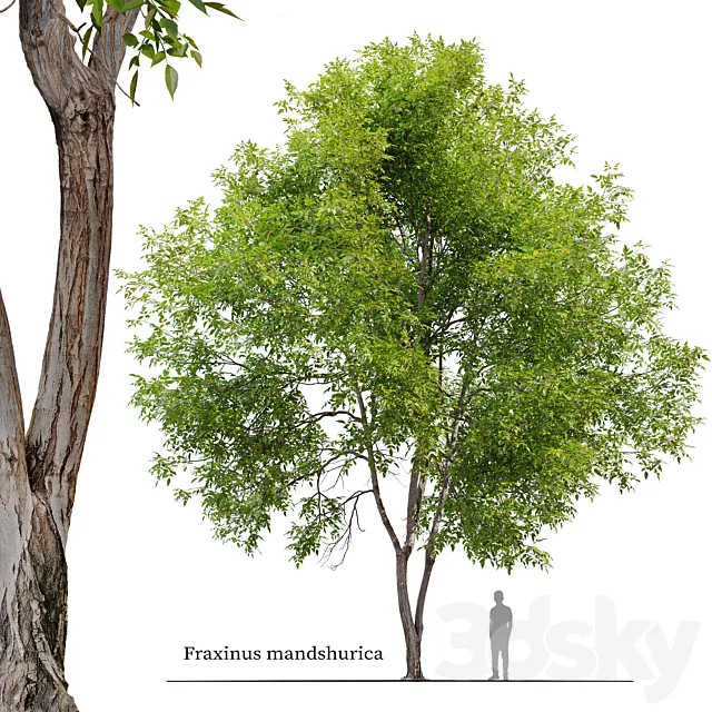 Fraxinus mandshurica 3D Model Fraxinus mandshurica 3D Model