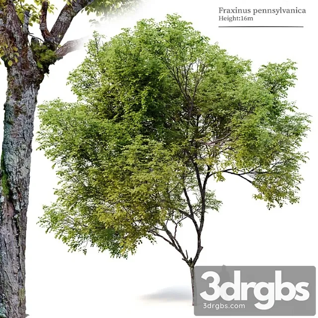 Fraxinus pennsylvanica 04