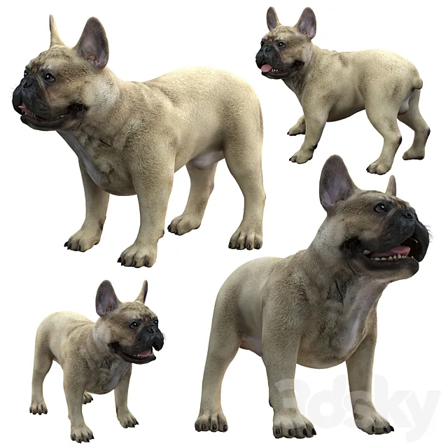 French Bulldog 3DModel