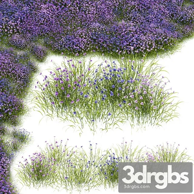 Fringe lily plants Fringe lily plants