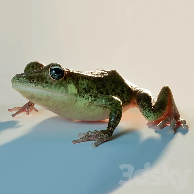 Frog 3D Model