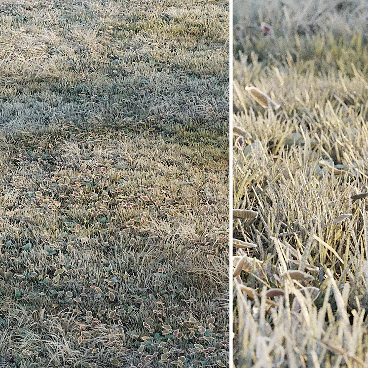 Frosty grass 3D Model Free Download