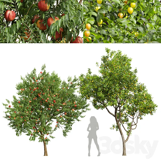 fruit tree-Prunus Salicina Plum Pflaume and Amygdalus Persica Peach 3D Model