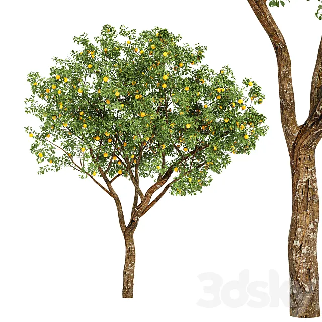 fruit trees-orange 3D Model