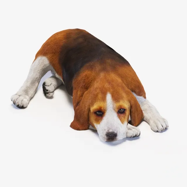 furniture – Dog puppy beagle 5 3D Model