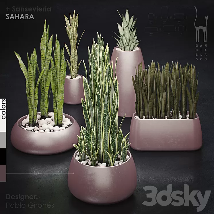 Gandiablasco – SAHARA – Sansevieria 3D Model Gandiablasco – SAHARA – Sansevieria 3D Model