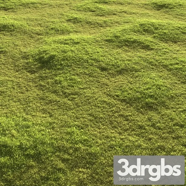 Garden grass Garden grass