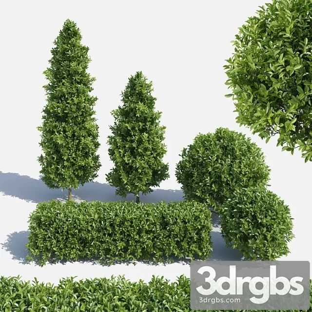 Garden Plant Set 02 Ficus Annulata. 3D Model Download