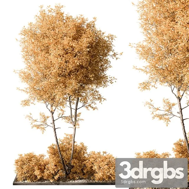 Garden plants – outdoor plants 476 Garden plants – outdoor plants 476