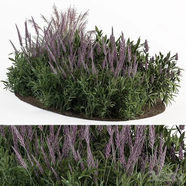 Garden set lavender Bush Plants 3D Model Garden set lavender Bush Plants 3D Model