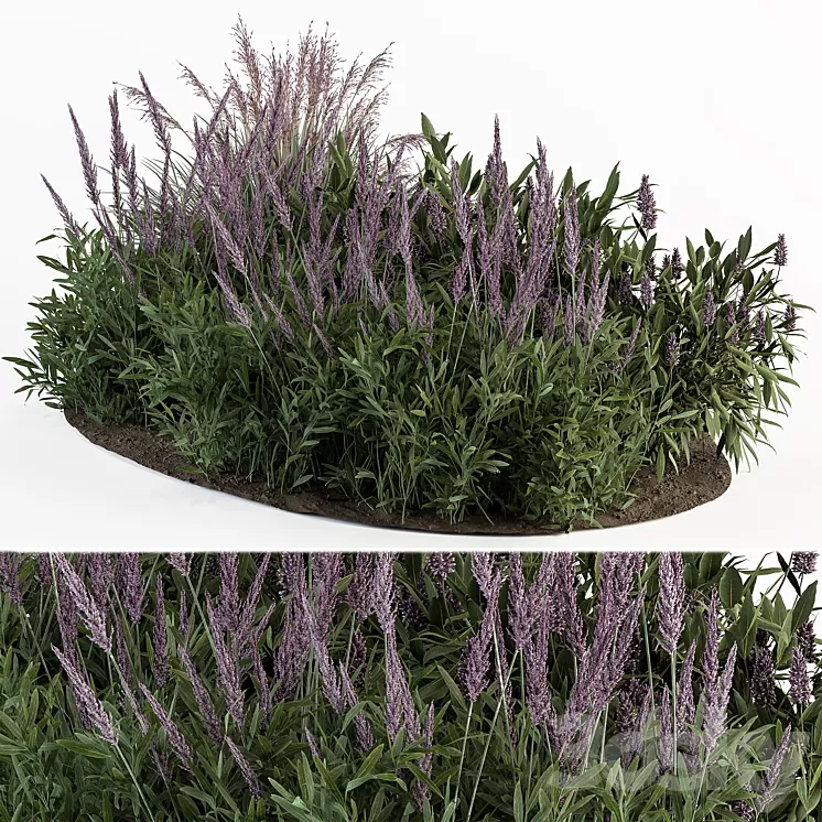 Garden Set Lavender Bush Plants – Outdoor Plants Set 413 3D Model Free Download