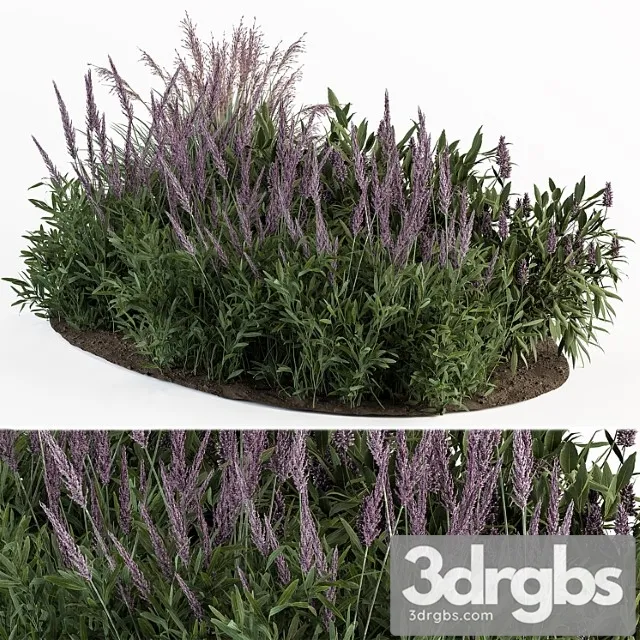Garden set lavender bush plants – outdoor plants set 413 Garden set lavender bush plants – outdoor plants set 413