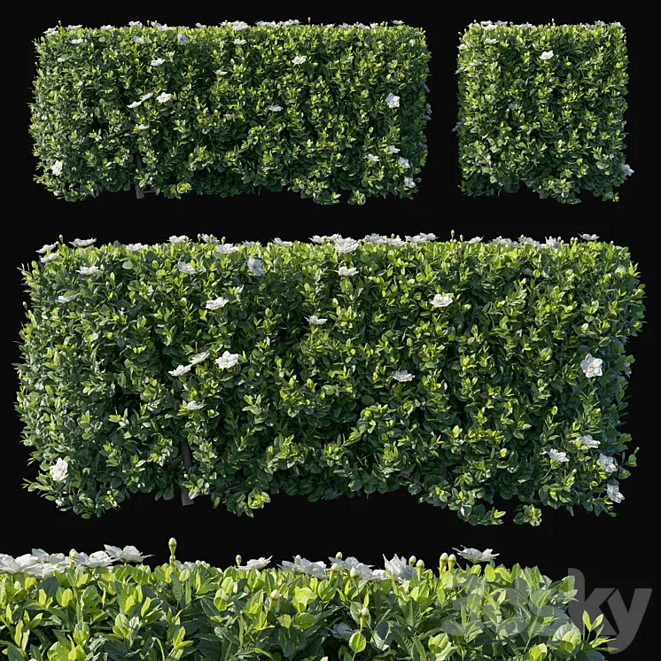Gardenia augusta 02 3D Model Free Download Gardenia augusta 02 3D Model Free Download