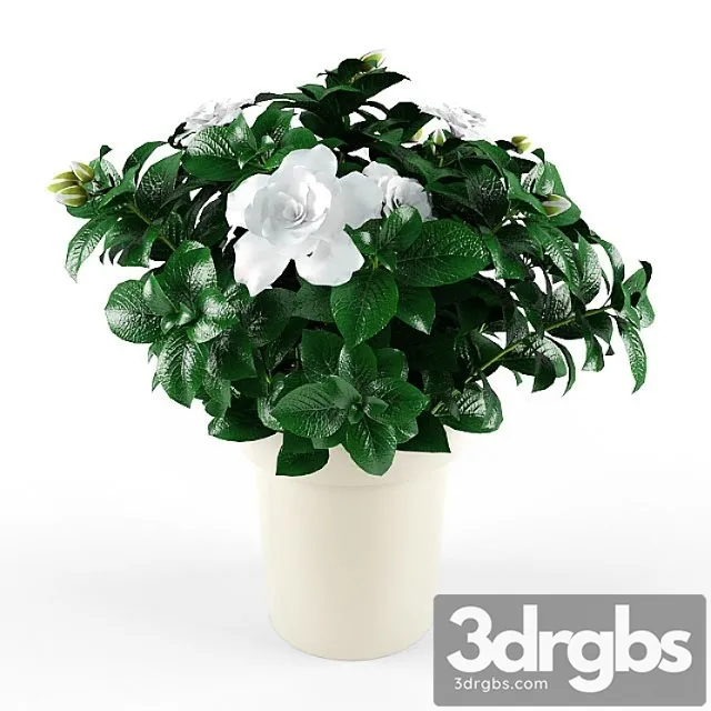 Gardenia Jasminoides 3D Model Download Gardenia Jasminoides 3D Model Download