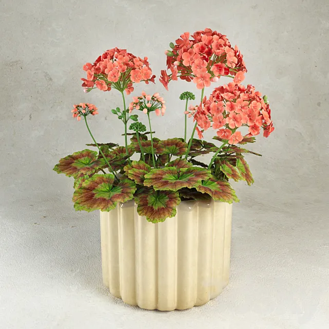 Geranium (Pelargonium) 3D Model Geranium (Pelargonium) 3D Model