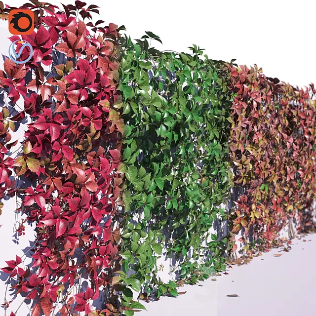 Girlish grapes 3D Model Girlish grapes 3D Model