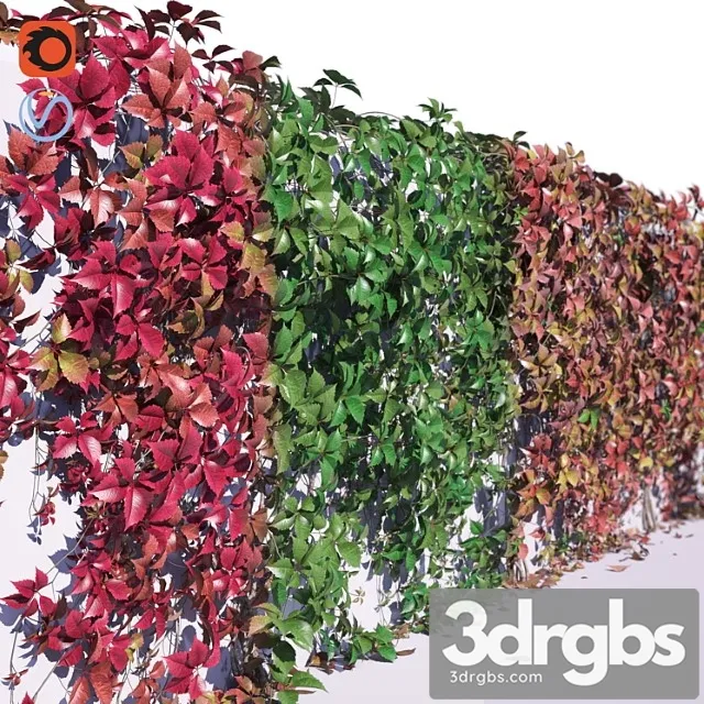 Girlish grapes Girlish grapes