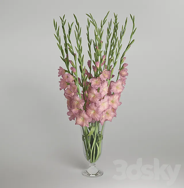 Gladiolus 3D Model Gladiolus 3D Model