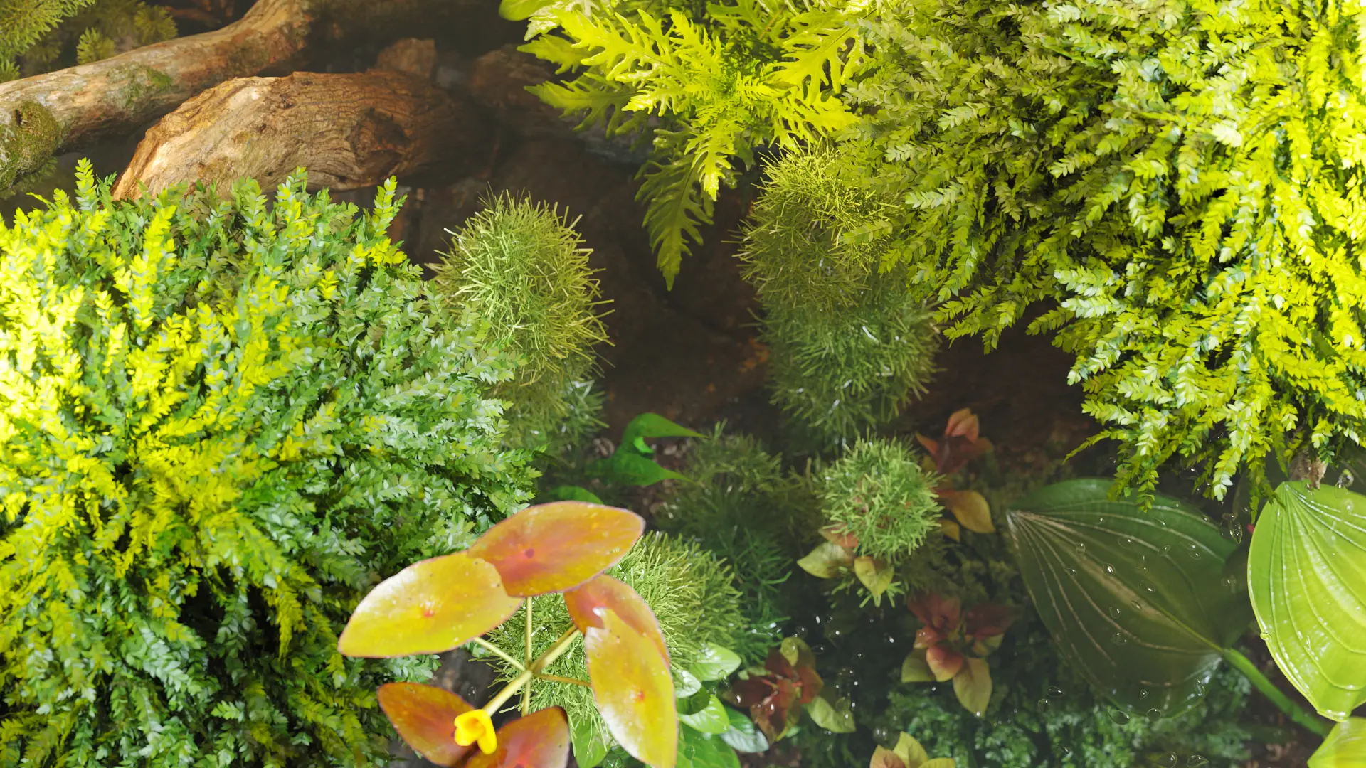 Globe Plants – Bundle 48 – Aquatic Plants