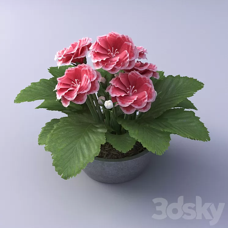 Gloxinia Flower in a pot 3D Model Gloxinia Flower in a pot 3D Model