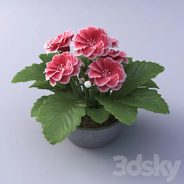 Gloxinia Flower in a pot 3DModel Gloxinia Flower in a pot 3DModel
