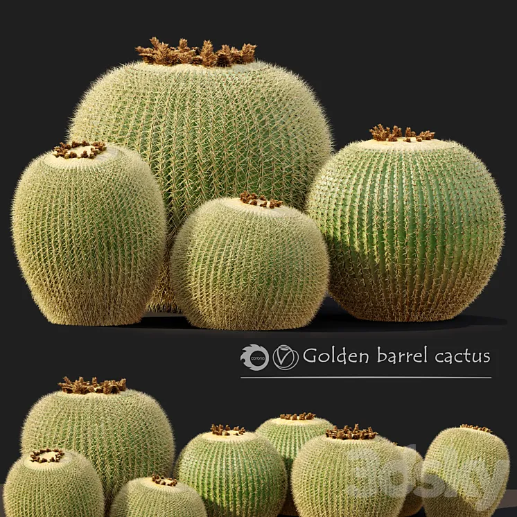 Golden barrel cactus_2 3D Model Free Download