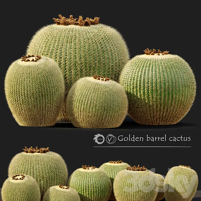 Golden barrel cactus_2 3DModel Golden barrel cactus_2 3DModel