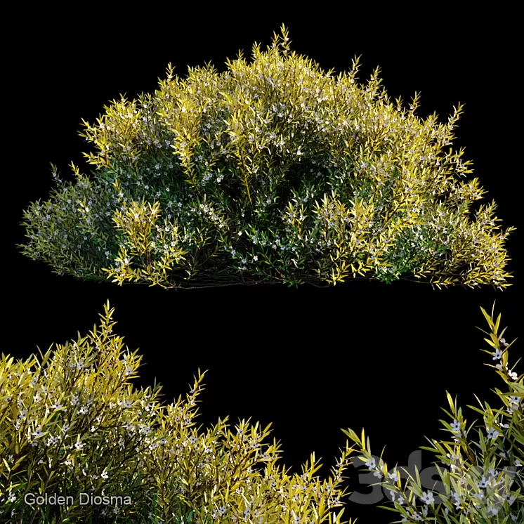 Golden diosma 3D Model Golden diosma 3D Model