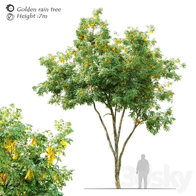 Golden rain tree_2 3D Model