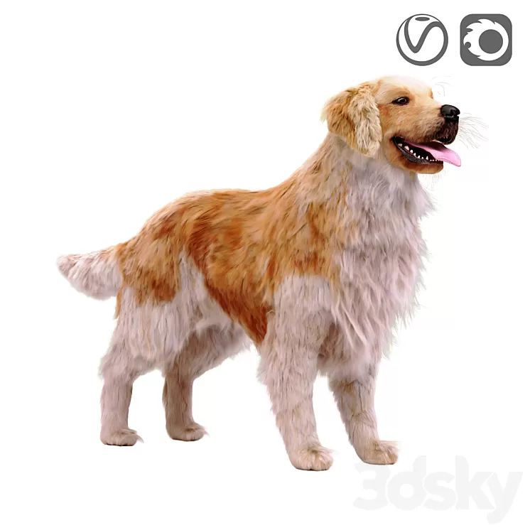 Golden retriever 3D Model